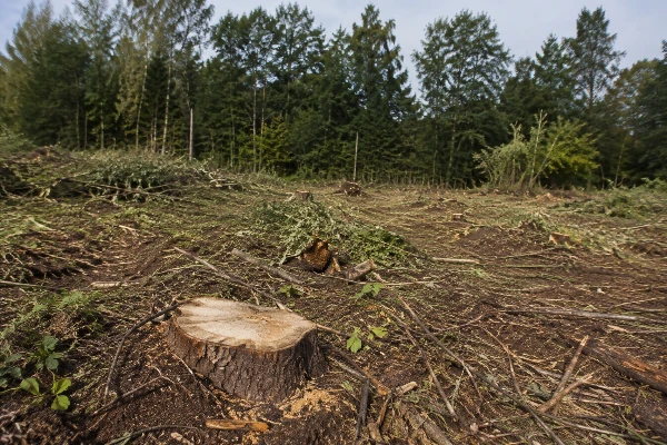 Розчищення ділянки